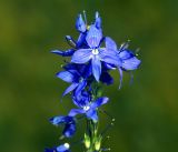 Veronica teucrium. Цветки на верхушке соцветия. Владимирская обл., Ковровский р-н, окр. дер. Митино, поле. 02.07.2016.