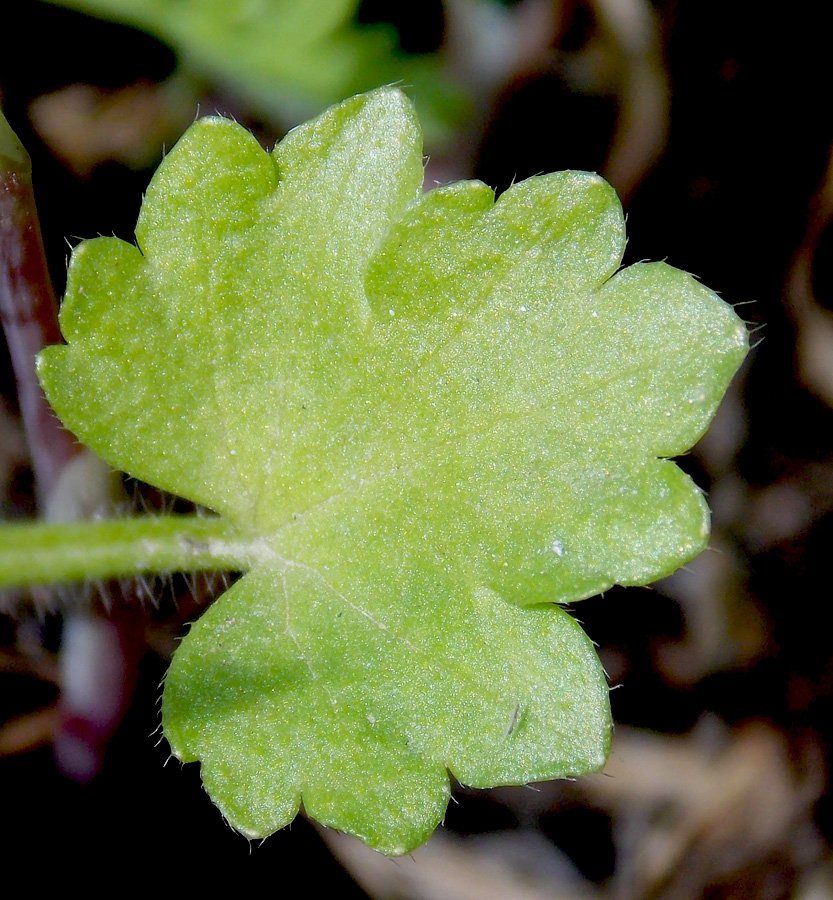 Изображение особи Ranunculus trachycarpus.