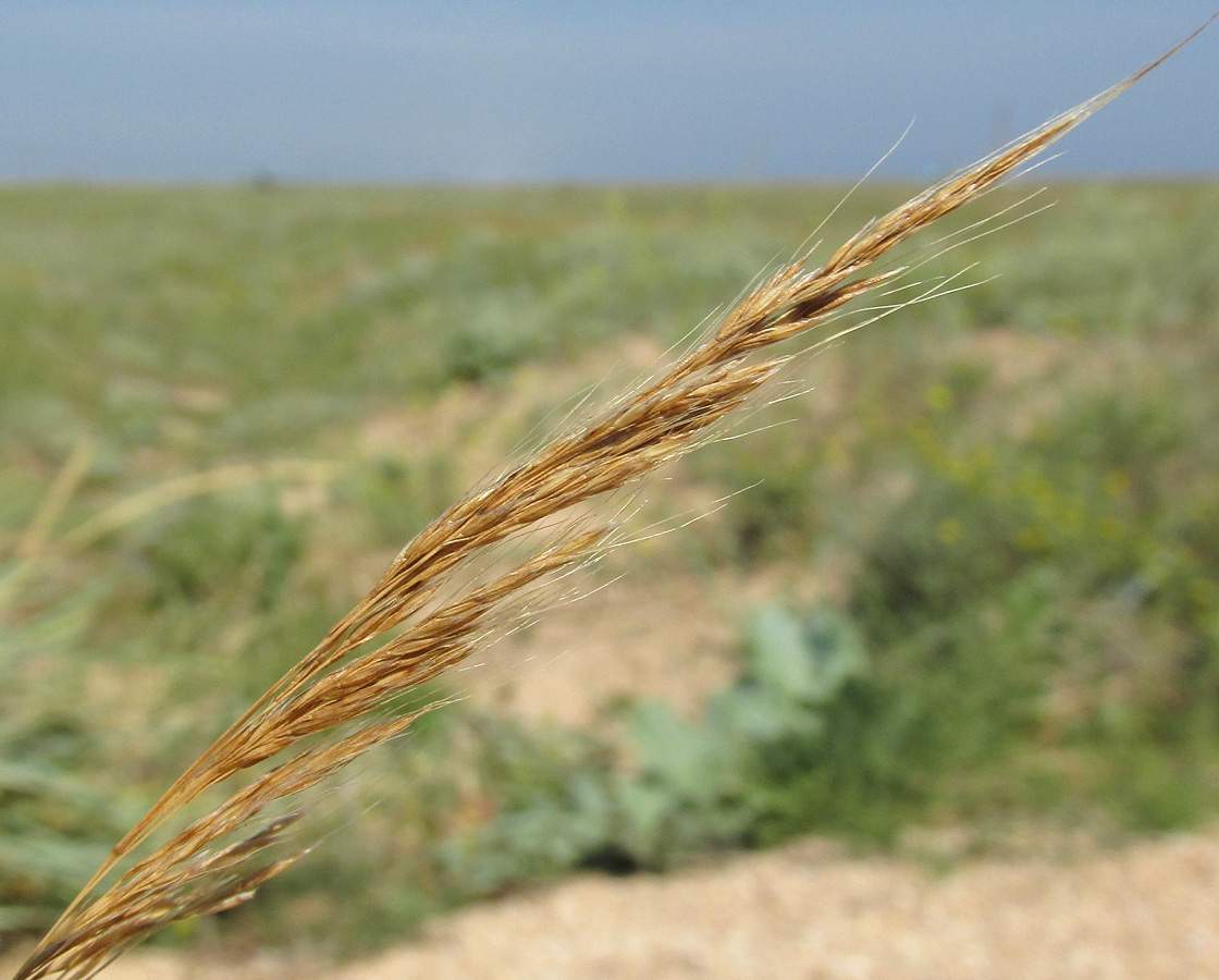 Image of Apera maritima specimen.