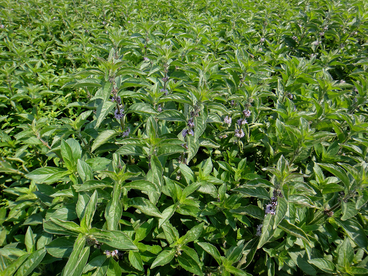 Image of Mentha canadensis specimen.