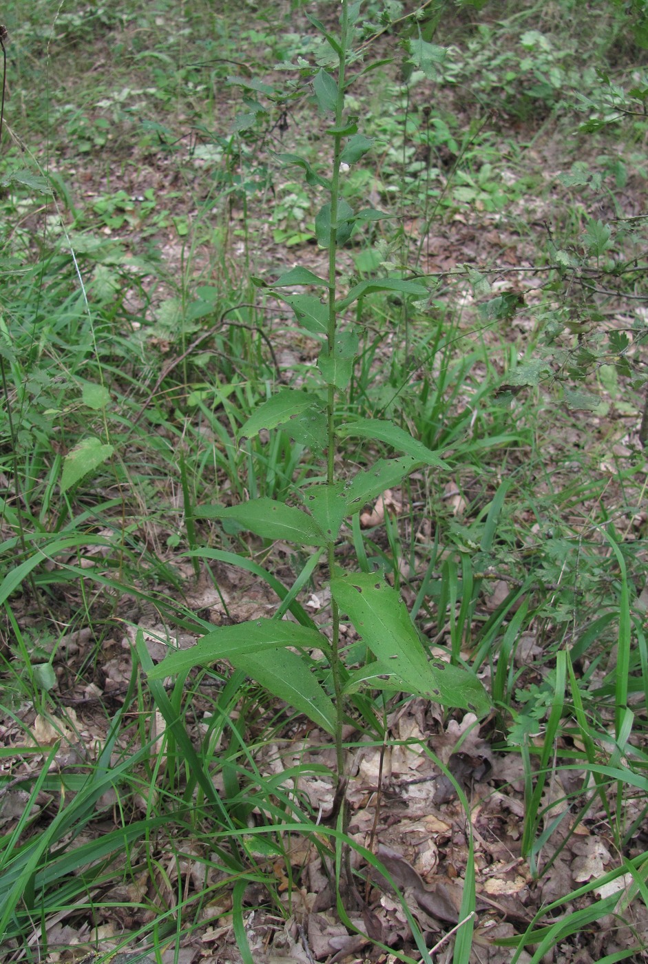 Image of genus Hieracium specimen.