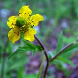 Geum aleppicum