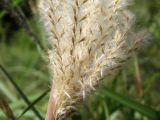 Miscanthus purpurascens