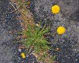 Scorzoneroides autumnalis. Цветущее растение. Исландия, окр. г. Кефлавик, каменистый берег. 31.07.2016.