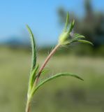 Image of taxon representative. Author is Евгений Спиваковский