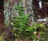 Dryopteris carthusiana. Взрослое растение. Московская обл., Раменский р-н, окр. ж.-д. платформы Хрипань, смешанный лес у ЛЭП. 14.09.2016.