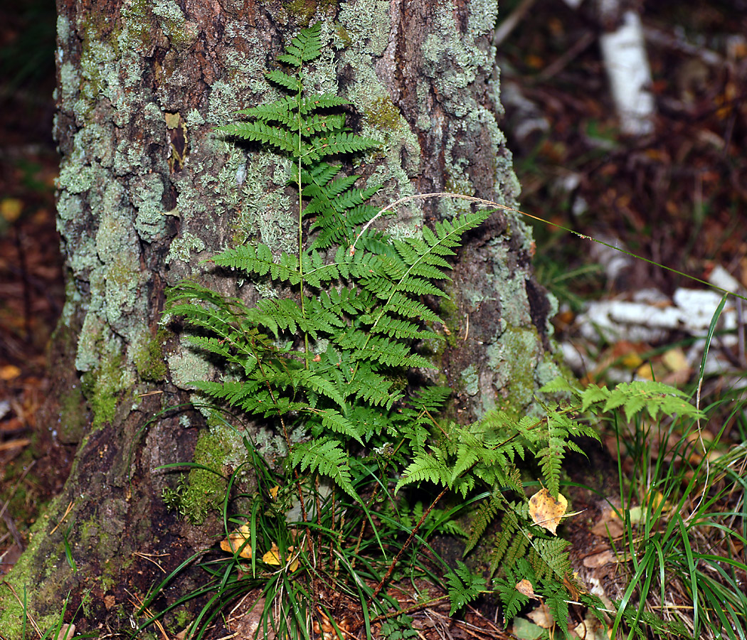 Изображение особи Dryopteris carthusiana.