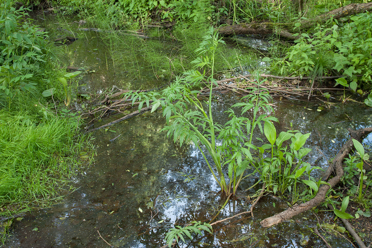 Image of Cicuta virosa specimen.