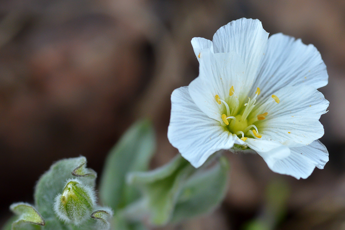 Изображение особи Cerastium lithospermifolium.