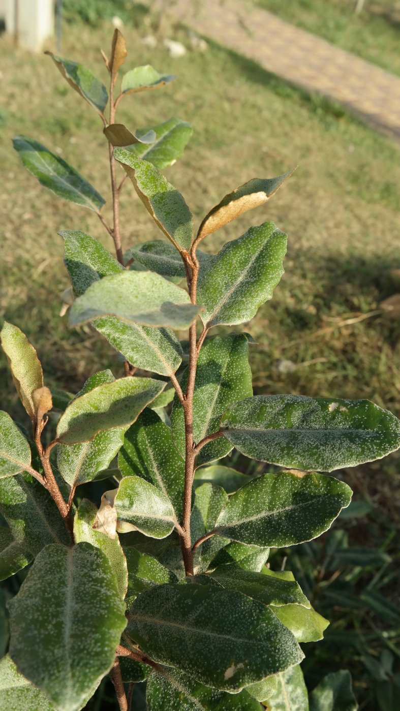 Изображение особи род Elaeagnus.