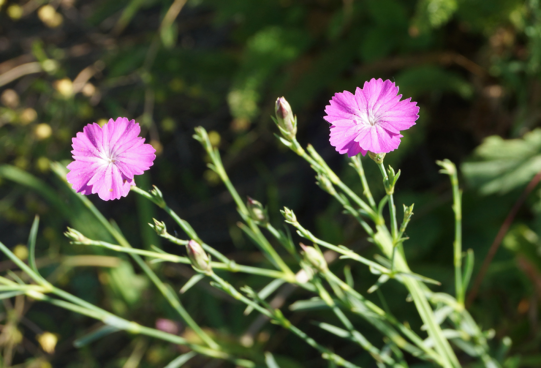 Изображение особи Dianthus versicolor.