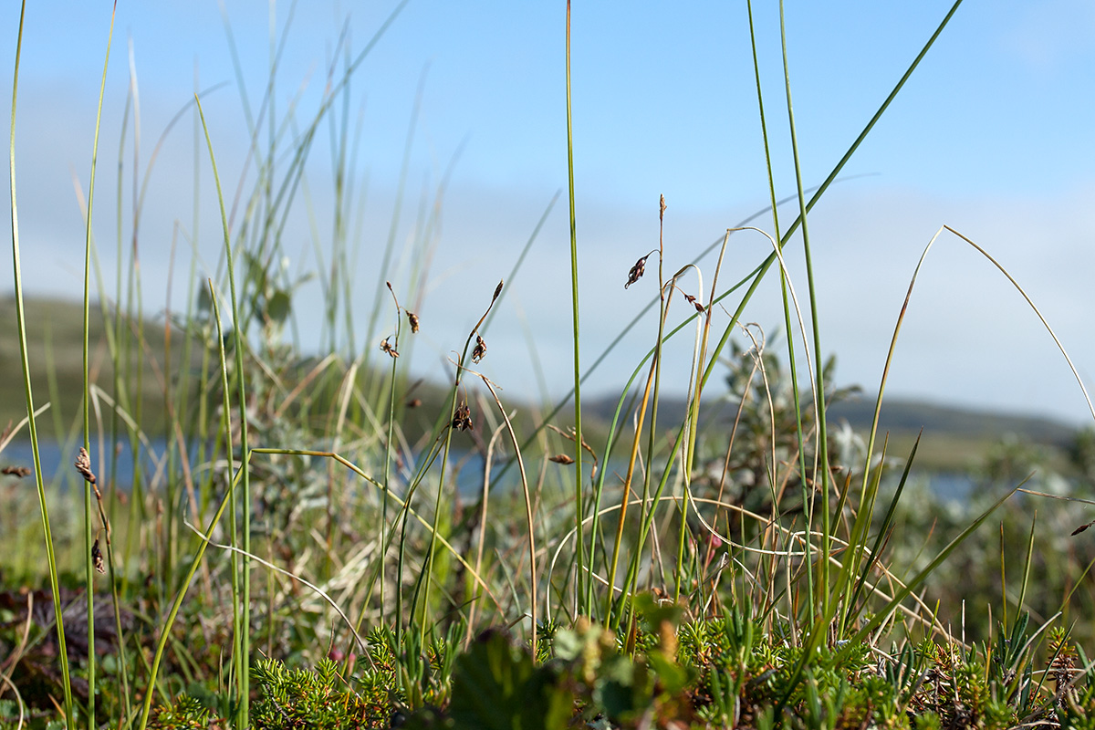 Image of Carex rariflora specimen.