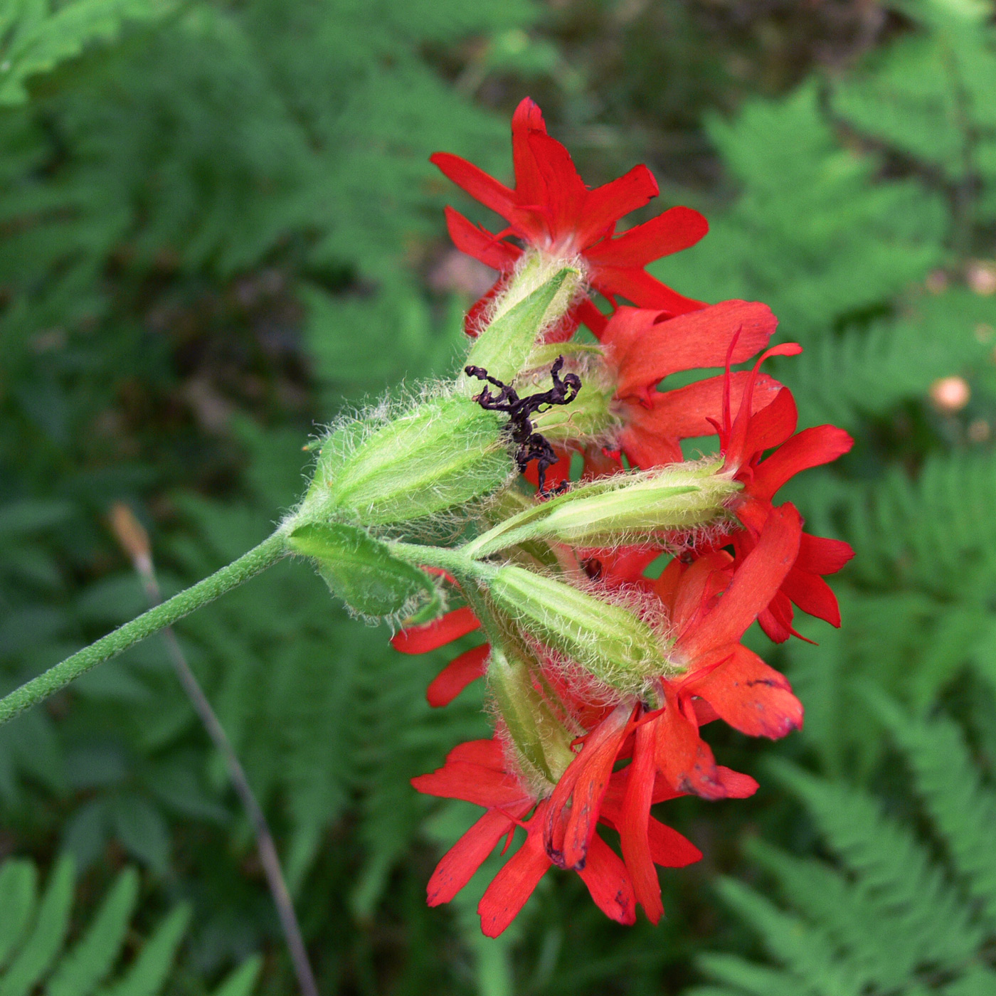 Изображение особи Lychnis fulgens.