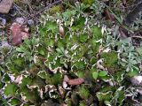 Peltigera aphthosa