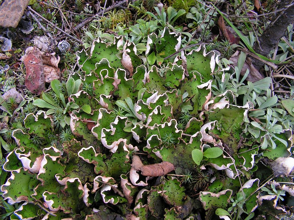 Image of Peltigera aphthosa specimen.