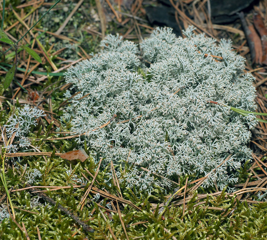 Image of Cladonia arbuscula specimen.