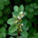 Symphoricarpos albus var. laevigatus