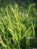 Poa bulbosa ssp. vivipara