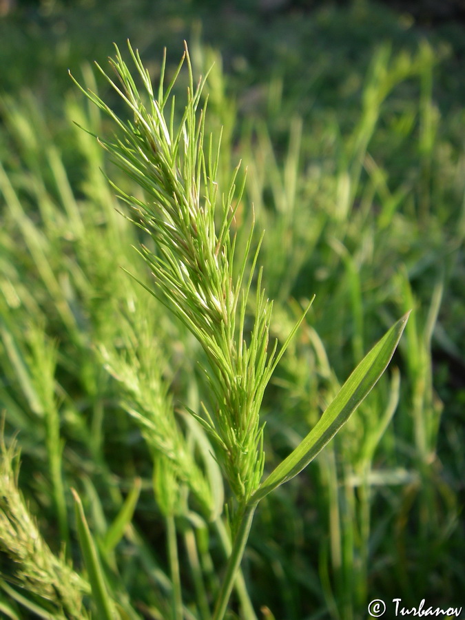 Изображение особи Poa bulbosa ssp. vivipara.