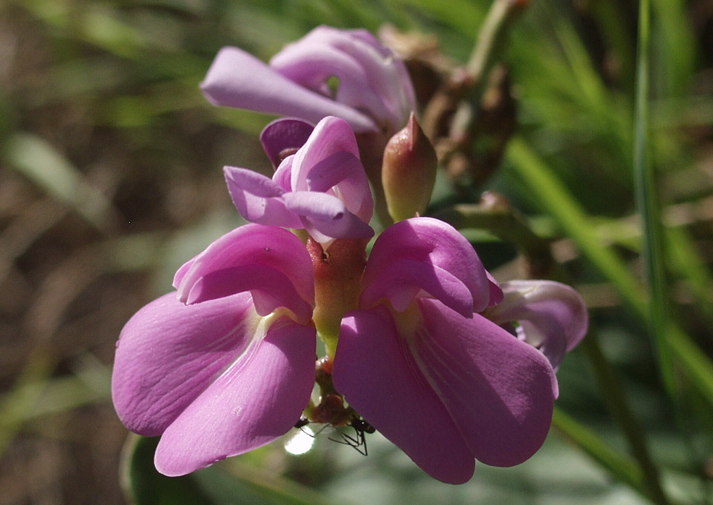 Image of Canavalia maritima specimen.