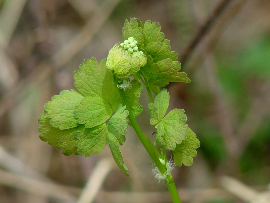 Image of Thalictrum baicalense specimen.