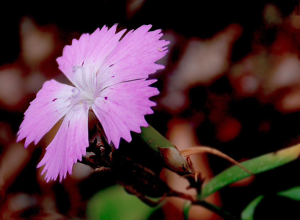 Изображение особи Dianthus caucaseus.