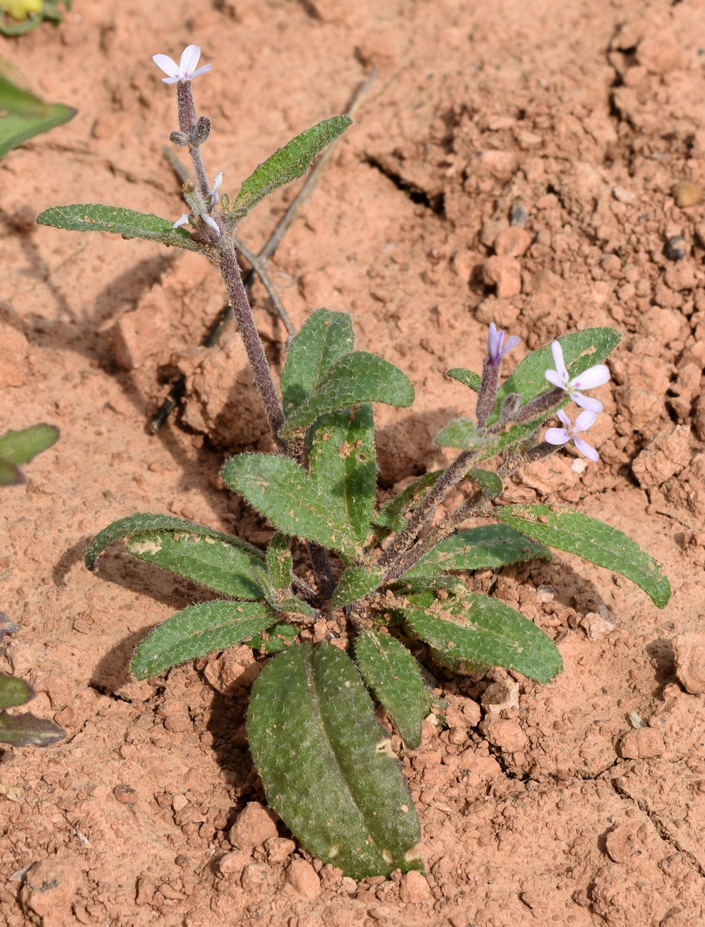 Изображение особи Strigosella africana.