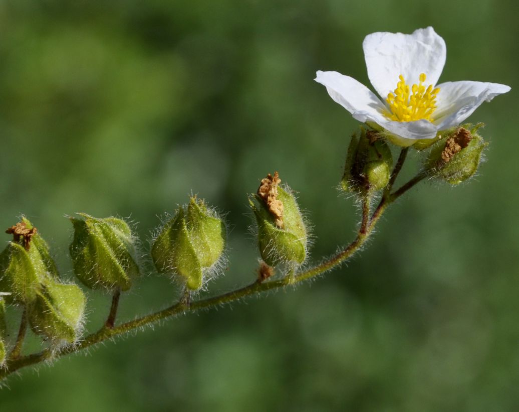 Image of Cistus salviifolius specimen.