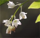 Staphylea pinnata