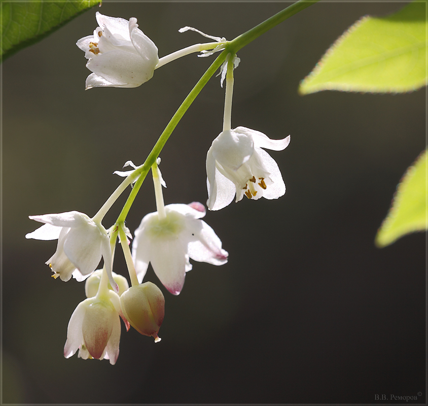 Image of Staphylea pinnata specimen.