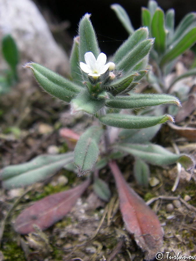 Изображение особи Buglossoides arvensis.