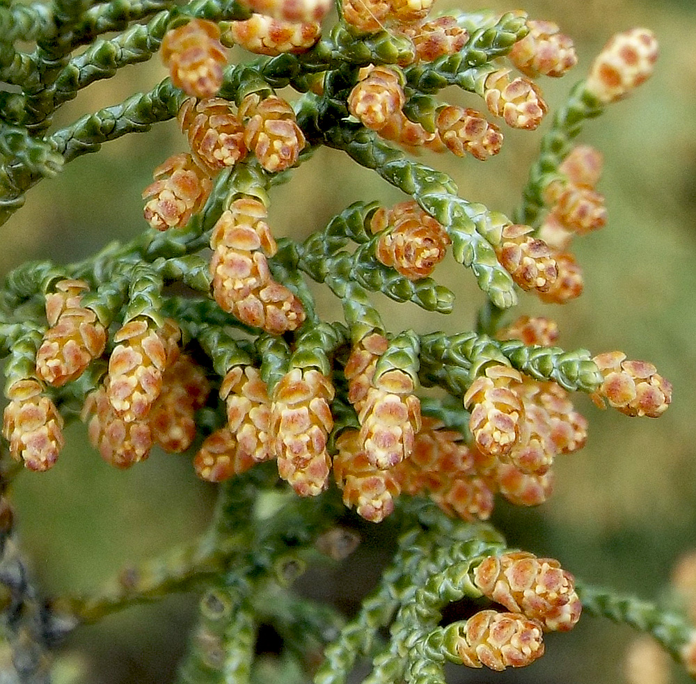 Изображение особи Juniperus excelsa.