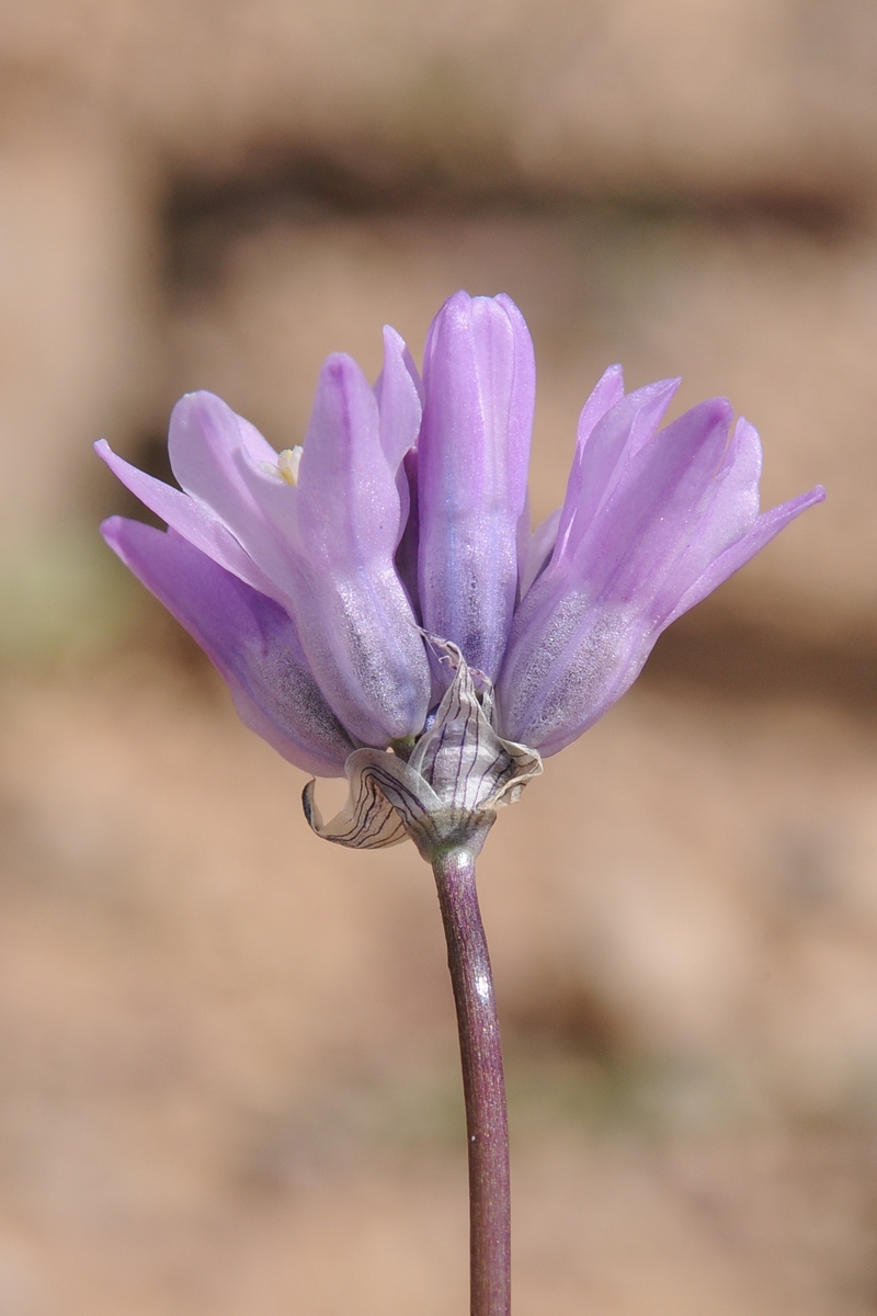 Изображение особи Dichelostemma capitatum ssp. pauciflorum.