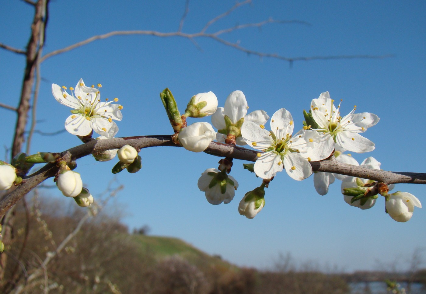 Изображение особи Prunus stepposa.