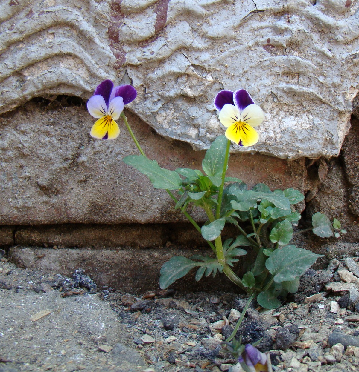 Изображение особи Viola tricolor.