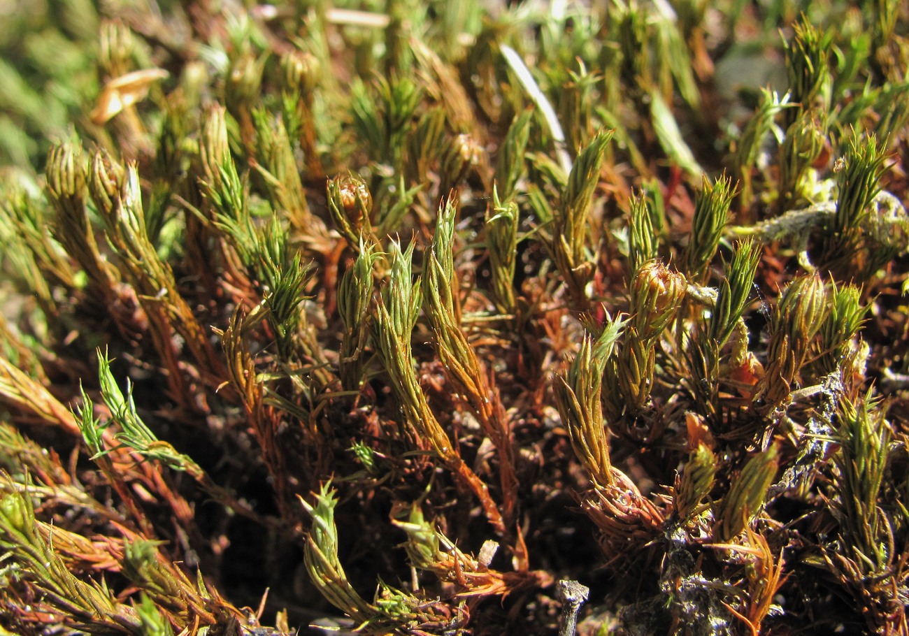 Изображение особи Polytrichum juniperinum.