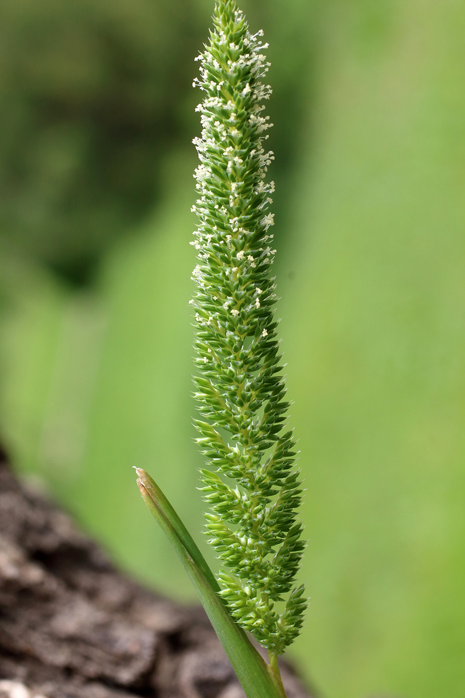 Image of Phleum paniculatum specimen.