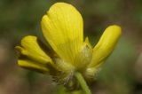 Ranunculus crimaeus