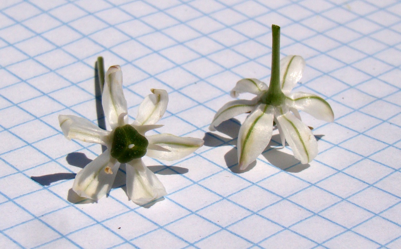 Image of Allium nigrum specimen.