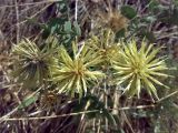 Centaurea salonitana. Соцветия. Крым, окр. г. Судак, гора Перчем, низина Ю-В склона. 23.09.2013.