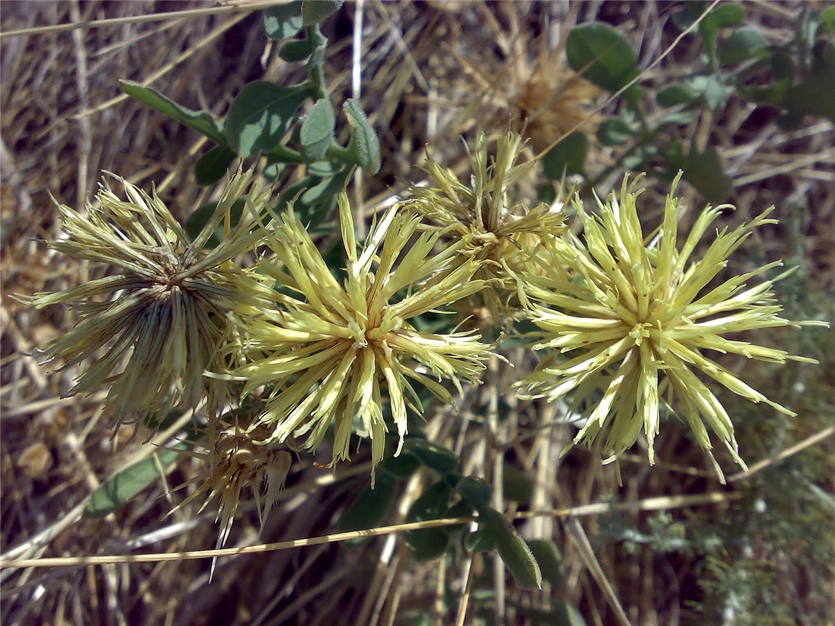 Image of Centaurea salonitana specimen.