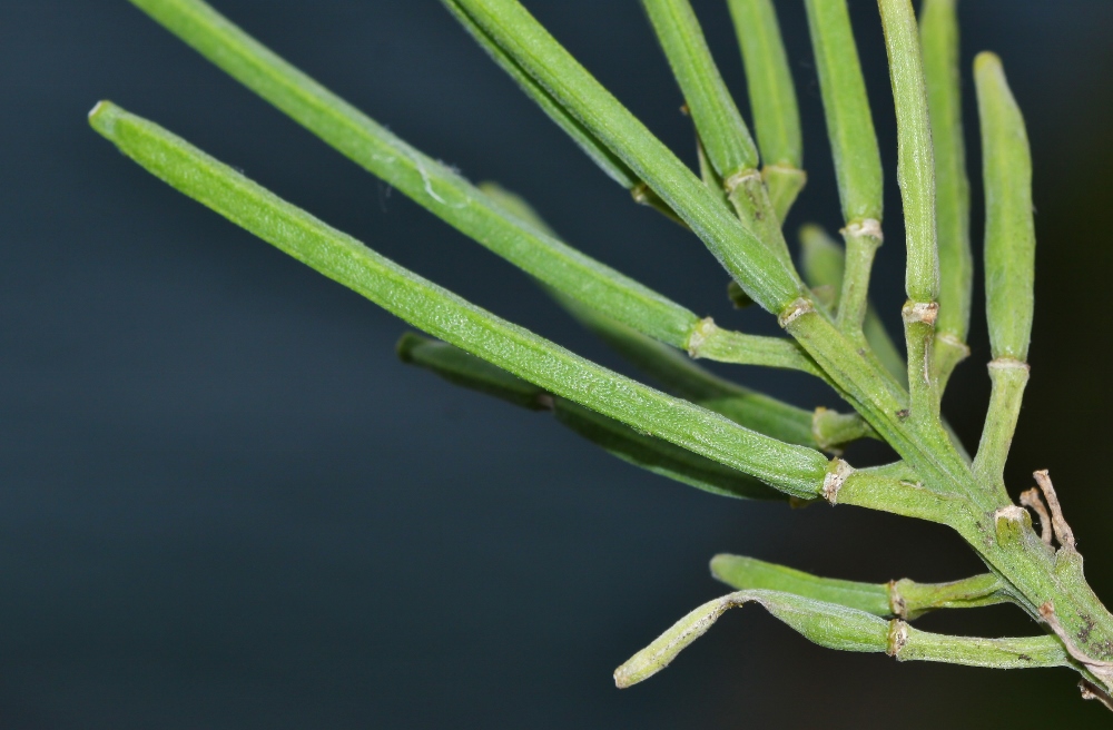 Image of Erysimum amurense specimen.