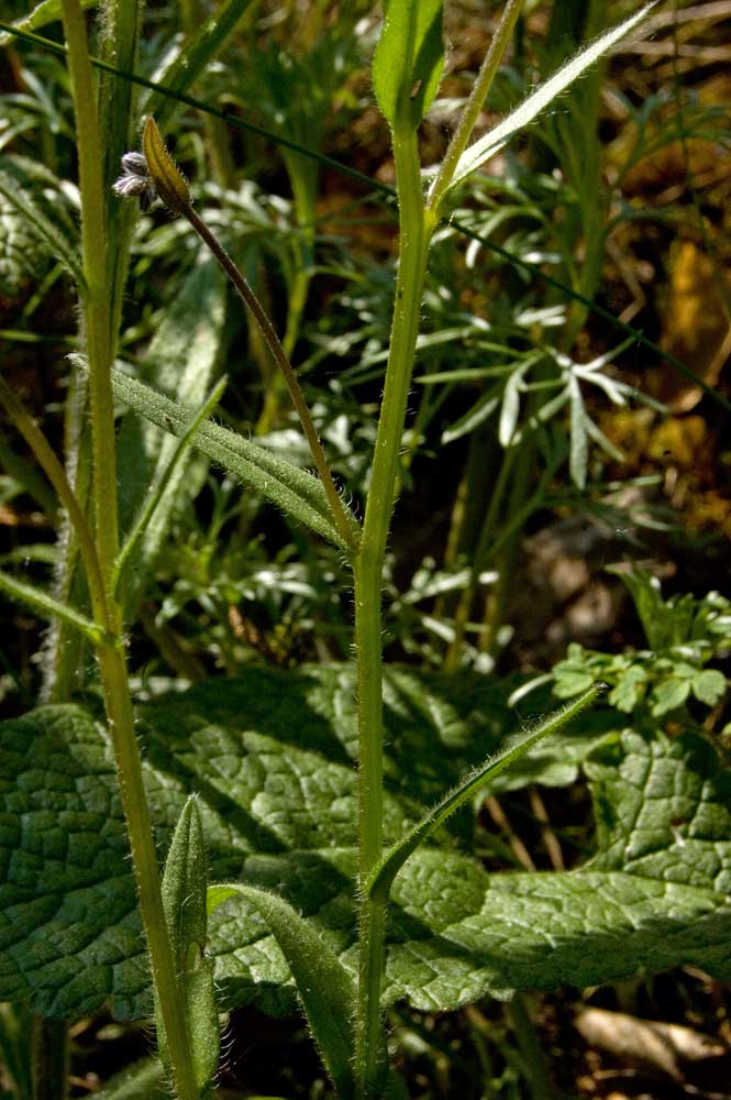 Изображение особи Myosotis popovii.