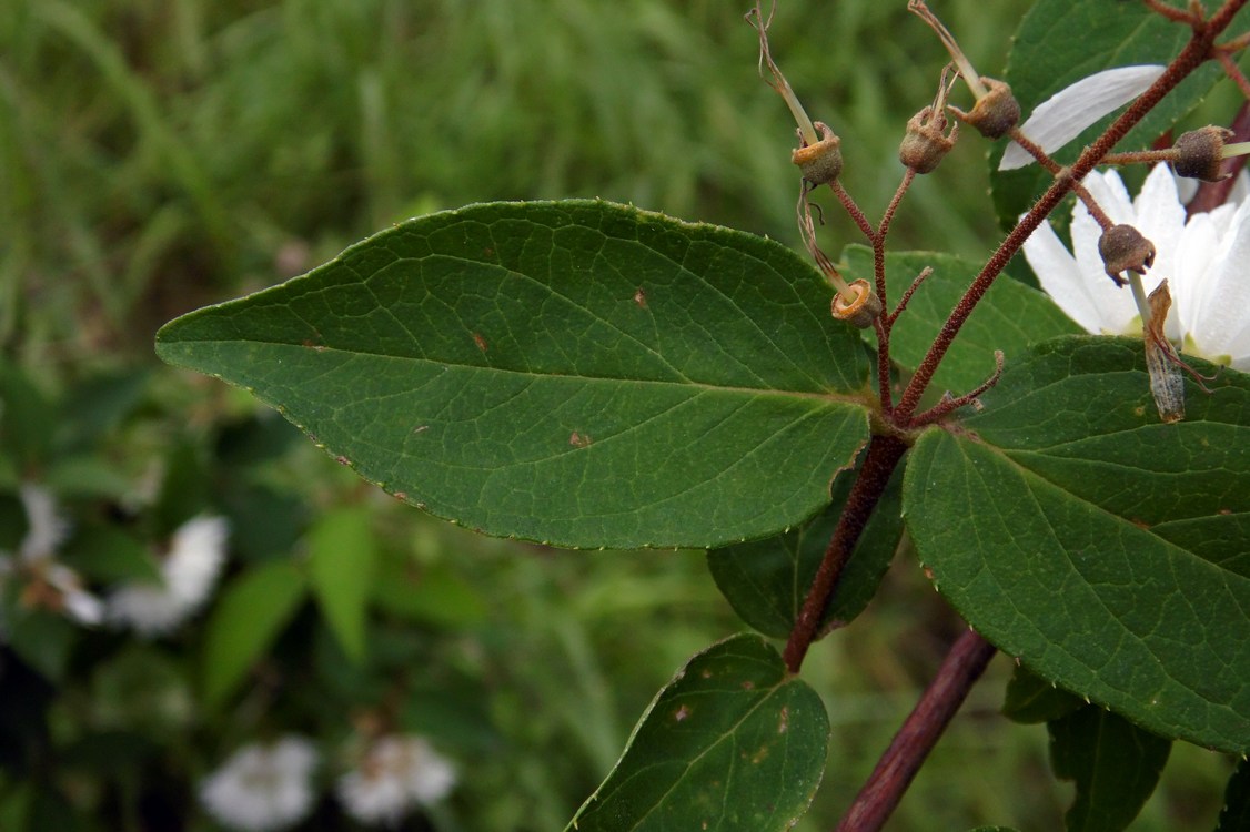 Image of Deutzia scabra specimen.