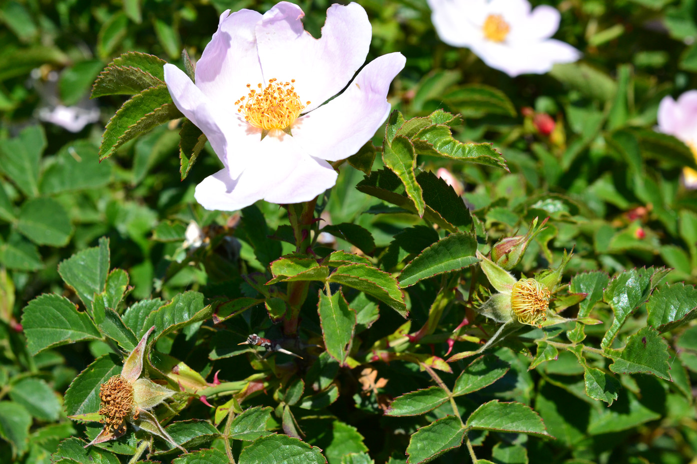 Image of Rosa corymbifera specimen.