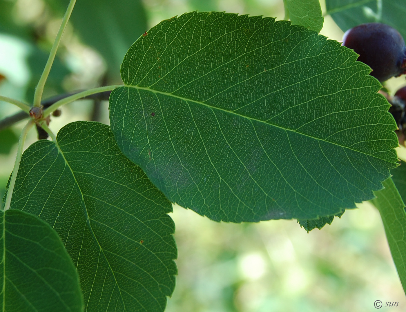 Изображение особи Amelanchier ovalis.