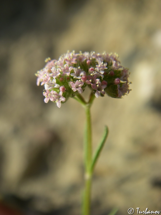 Image of genus Valerianella specimen.