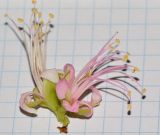 Image of taxon representative. Author is Татьяна Мальчинская