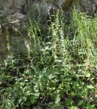 Epipactis subspecies degenii