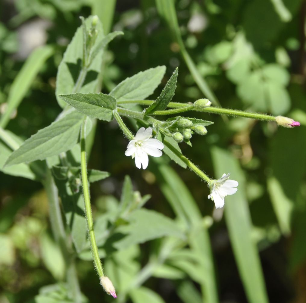 Изображение особи род Epilobium.